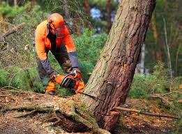 How Our Tree Care Process Works  in  Alpine, UT